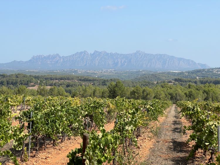 Recaredo vineyards in El Penedès (by Gerard Escaich Folch) 